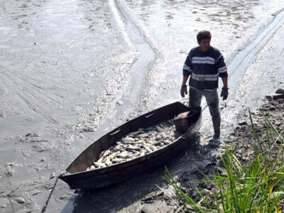 Ispuštanje ribnjaka u Jakšiću