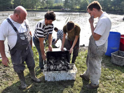 Ispuštanje ribnjaka u Jakšiću