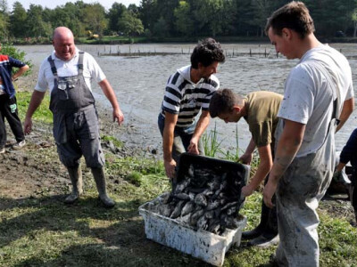 Ispuštanje ribnjaka u Jakšiću