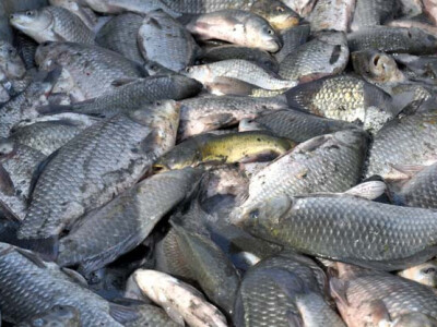 Ispuštanje ribnjaka u Jakšiću