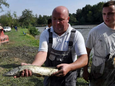 Ispuštanje ribnjaka u Jakšiću