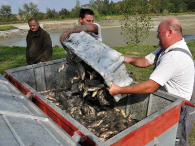 Ispuštanje ribnjaka u Jakšiću