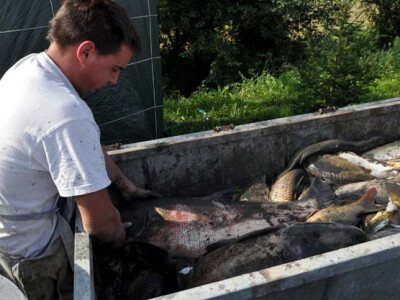 Ispuštanje ribnjaka u Jakšiću