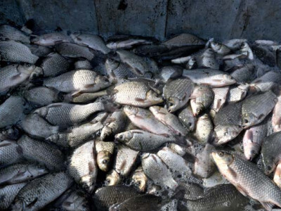 Ispuštanje ribnjaka u Jakšiću