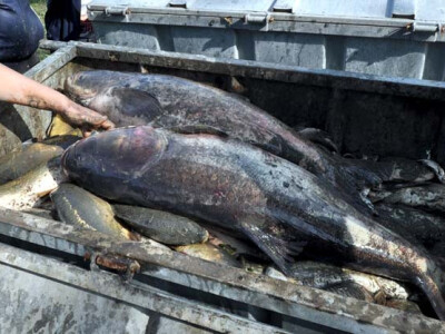 Ispuštanje ribnjaka u Jakšiću