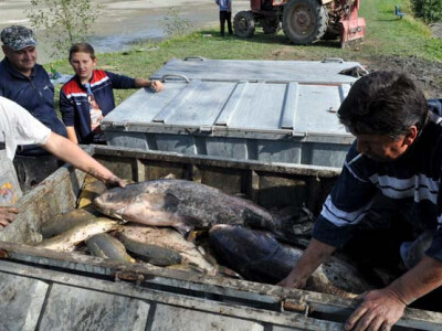 Ispuštanje ribnjaka u Jakšiću