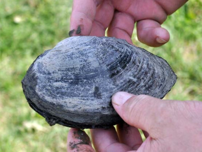 Ispuštanje ribnjaka u Jakšiću