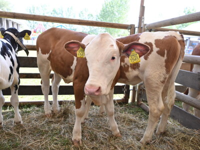 AGRA 2023, Gornja Radgona