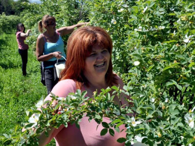 Antonija Zelenika u berbi latica ruža