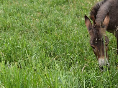 OPG INFINITY OPG INFINITY