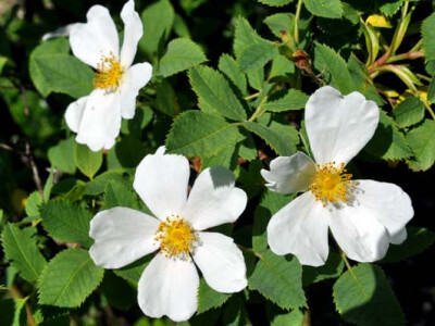 OPG Zelenika u berbi latica ruža