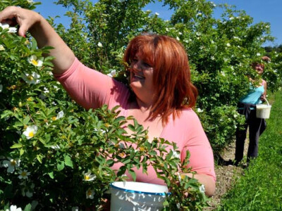 Antonija Zelenika u berbi latica ruža