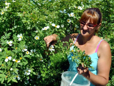 OPG Zelenika u berbi latica ruža