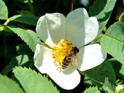 OPG Zelenika u berbi latica ruža