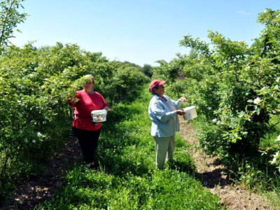 OPG Zelenika u berbi latica ruža
