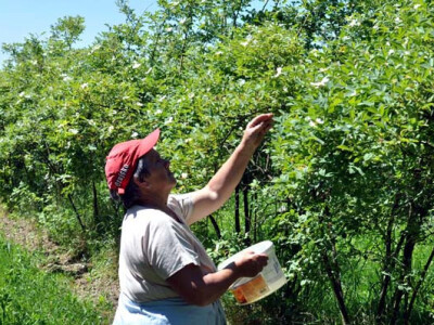 OPG Zelenika u berbi latica ruža