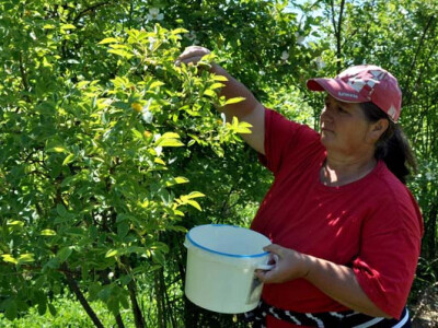 OPG Zelenika u berbi latica ruža