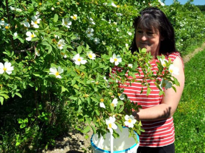 OPG Zelenika u berbi latica ruža