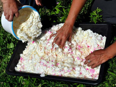 OPG Zelenika u berbi latica ruža