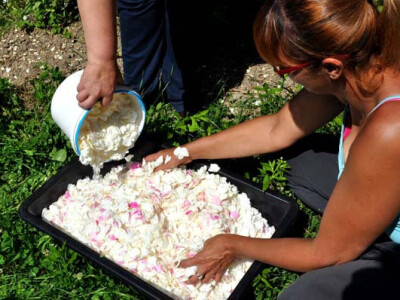 OPG Zelenika u berbi latica ruža