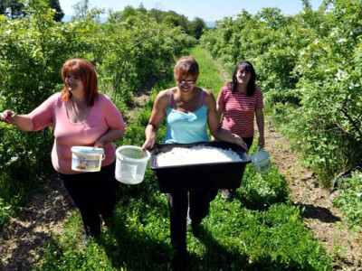 Antonija Zelenika u berbi latica ruža