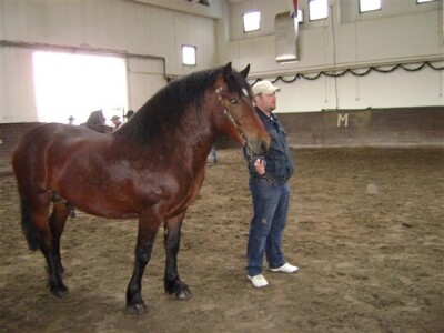 Ergela hrvatskog hladnokrvnjaka