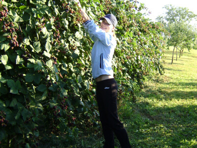 OPG Ana Koprivčić OPG Ana Koprivčić