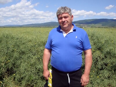 Pioneer hibridi uljane repice