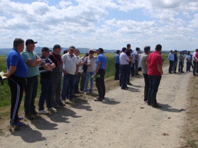 Pioneer hibridi uljane repice