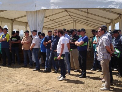 Pioneer hibridi uljane repice