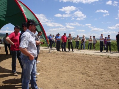 Pioneer hibridi uljane repice