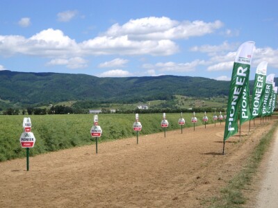 Pioneer hibridi uljane repice