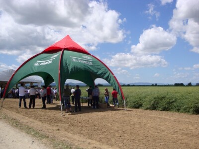 Pioneer hibridi uljane repice