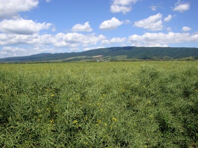 Pioneer hibridi uljane repice