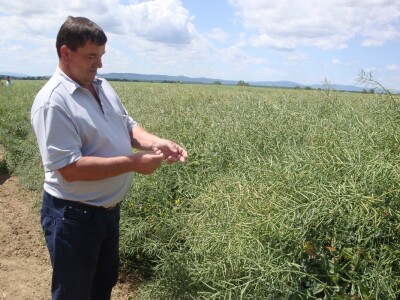 Pioneer hibridi uljane repice