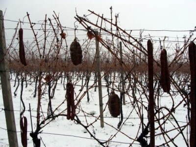 Vinceška 2013. Belje