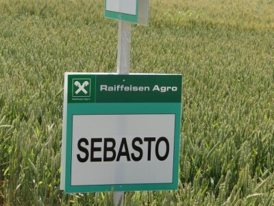 Dan polja ozime pšenice RWA Raiffeisen Agro d.o.o