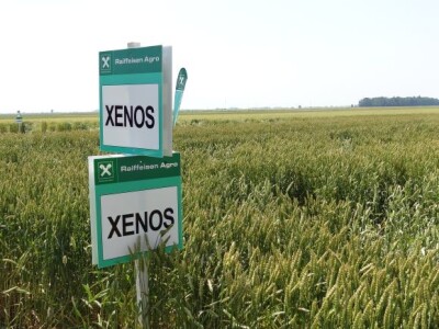 Dan polja ozime pšenice RWA Raiffeisen Agro d.o.o