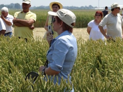 Dan polja ozime pšenice RWA Raiffeisen Agro d.o.o