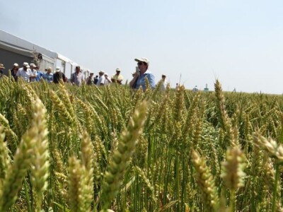 Dan polja ozime pšenice RWA Raiffeisen Agro d.o.o