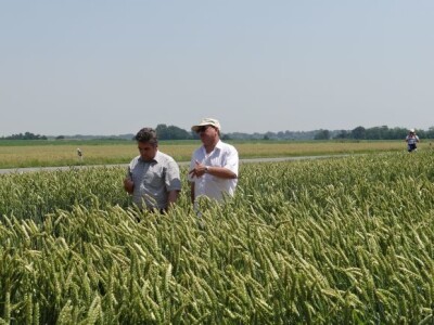 Dan polja ozime pšenice RWA Raiffeisen Agro d.o.o