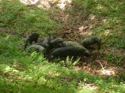 Crne slavonske svinje fajferice