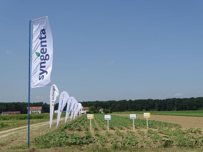 Dani polja Syngente 2019