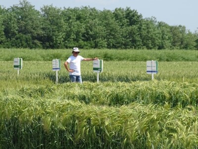 Dani polja Syngente 2019