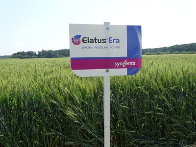 Dani polja Syngente 2019