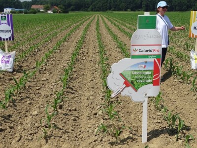 Dani polja Syngente 2019