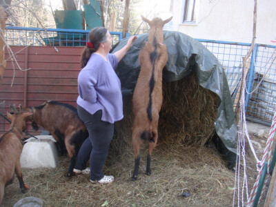 Koze su znatiželjne životinje