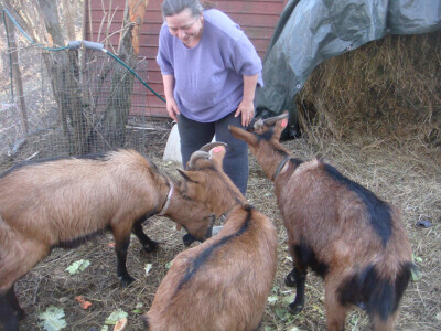 Salata i zelje za francuski trio