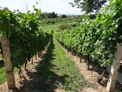 Bayer CropScience održao Dane vinograda