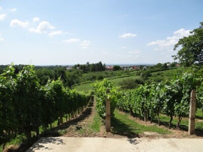 Bayer CropScience održao Dane vinograda